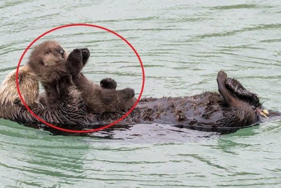 sea otter, otters, Monterey Bay Aquarium, baby sea otter, newborn, baby otter, momma otter, sleeping otter,viral,video,mother love,animals parenting,best animals video,cutest animals,most viewed,animals babies,cutest babies