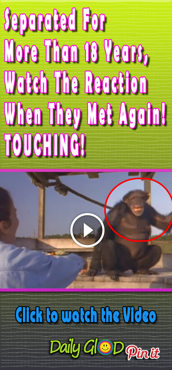 She was afraid they had forgotten her after all this time. #friends #ape #touchingstories #sadstory #sad #happyending #beststory #beststories #touchingvideo#emotionalvideo#inspiring#uplifting#uplift#inspire#gorgeous#animalsfriends #bestfriends#forgotquote#forgotten