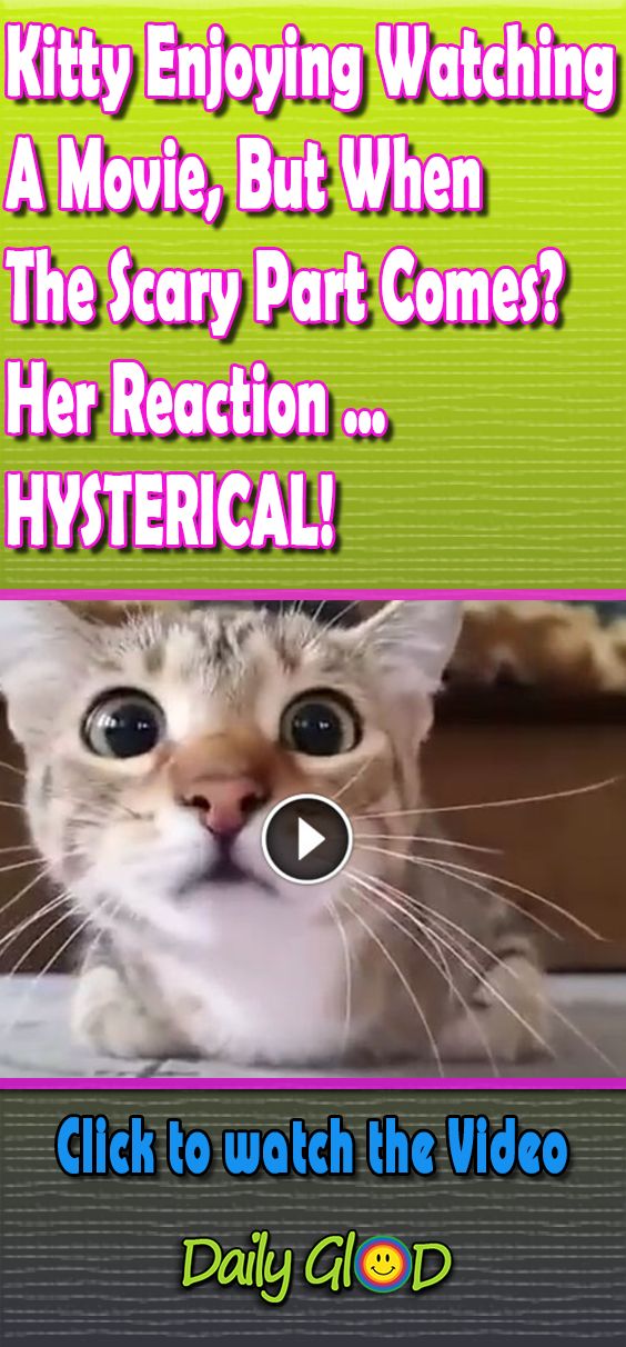 This kitten is quite a movie buff, but she hates scary scenes. This is hilarious! #animal#bestvideo#cat#Cats#comedy#cutestvideo#epic#film#funny#funnyface#Genre#haha#horror#mostviewedvideo#video#viral#viralvideo#horrormovies #catreaction #hysterical #animalsreaction #dogreaction