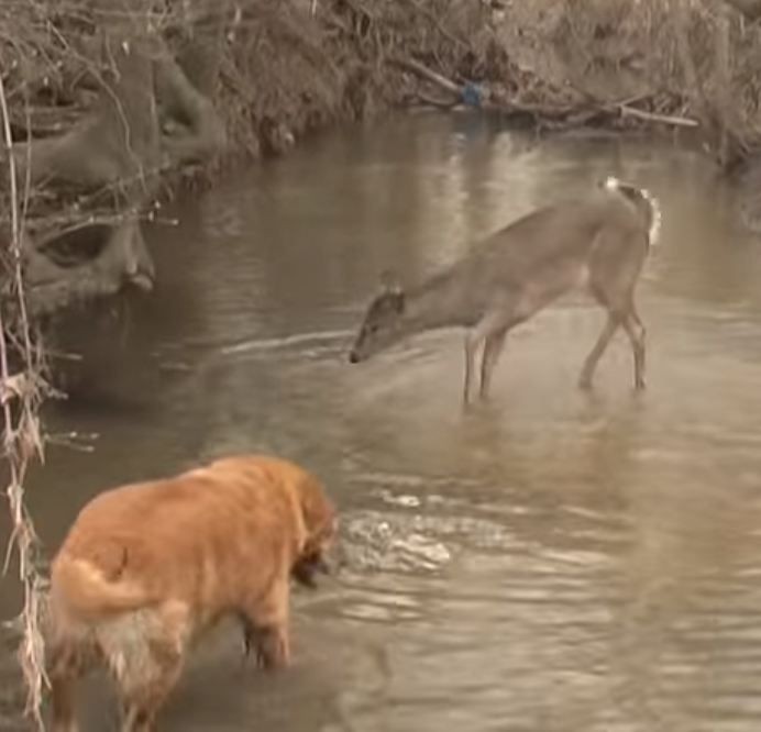 animals,deer,dog,wild,bound,amazing,fun,cute,meeting,incredible,must watch