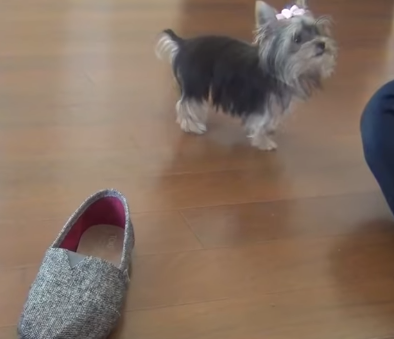 puppy,video,viral,misa,cute,talent,trick,Yorkshire Terrier,wonderful,must watch,intelligent,amazing