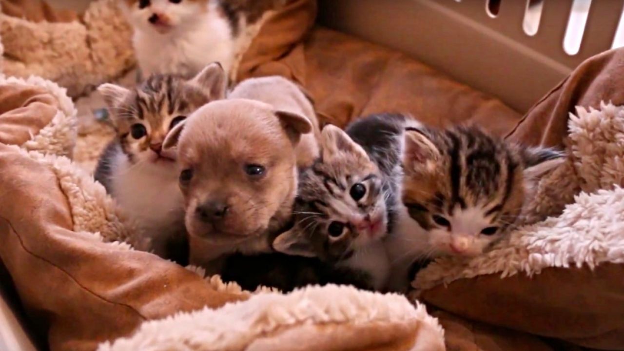 Newborn adopted Puppy and cats AmazingPandPh