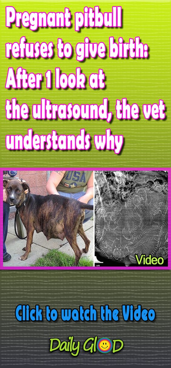 Nobody who saw the ultrasound could believe it. #pitbull #pregnant #pregnantdog #pregnantanimal #animals #dog #dogs #bestof #viralstory #viralvideo #trendingnow