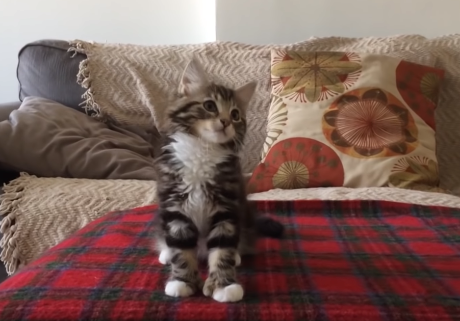 Little Kittens Hears “Uptown Funk”. But Her Reaction? This Is Cracking Me Up! LOL! 1 100
