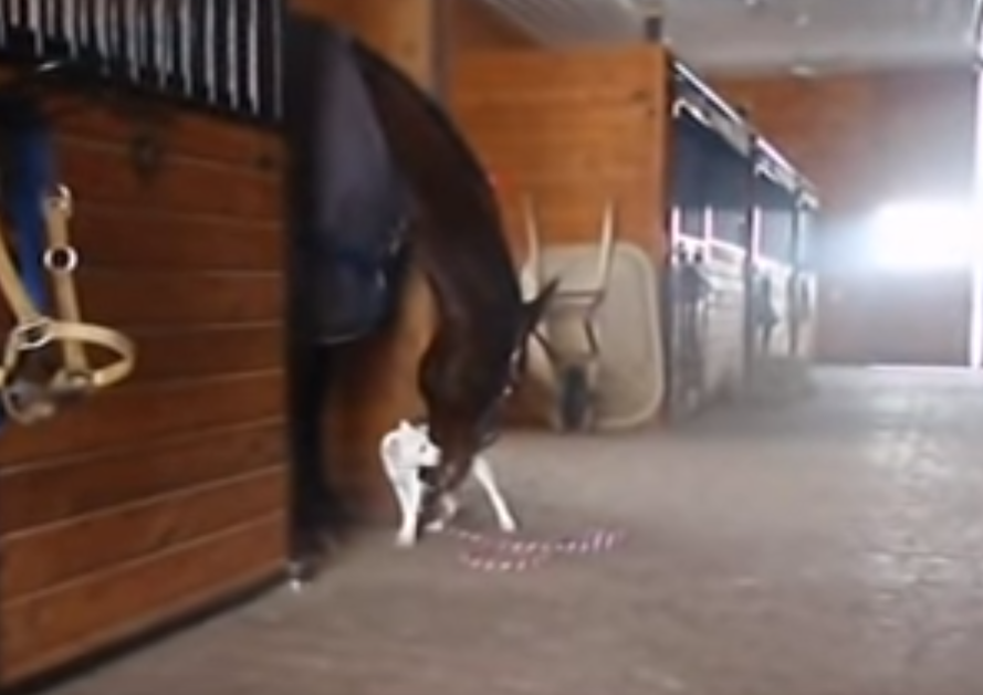 Pit Bull Walks Towards A Giant Horse & Does THIS. I Still Can’t Believe What I Saw! Aww! 1 102