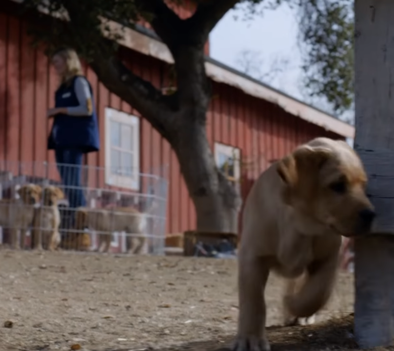 No One Understood Why This Puppy Escaped From His House Everyday. The Reason? This Will Move You! 1 39