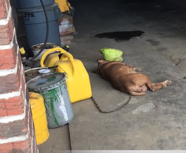 This dog’s been chained to this wall for 8 years. Now watch as rescuers approach… 1 45