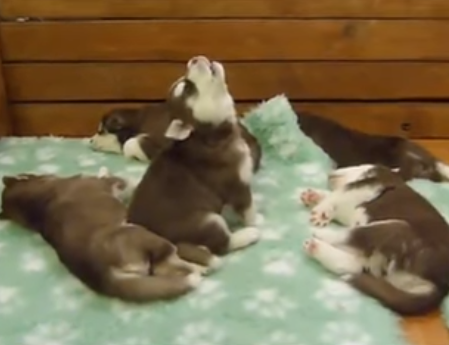 This Husky Puppy’s Best Attempt To Howl Is Melting Hearts Everywhere 1 64