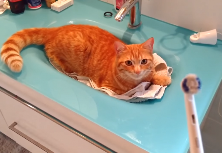 Check Out Cat’s Reaction When Dad Picks Up His Electric Toothbrush. You’ll Laugh So Hard! 1 69