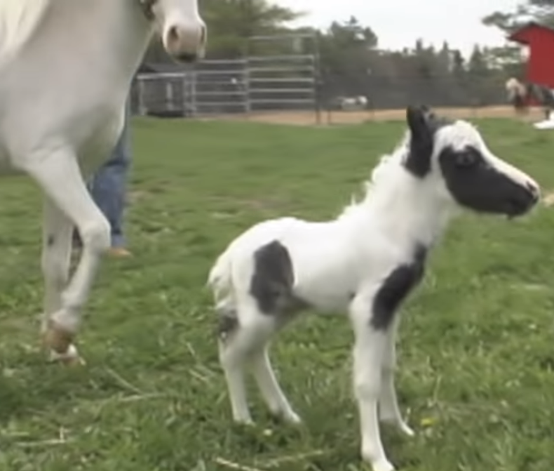 This Little Foal Is The Smallest Horse In The World. You’re Going To Be Stumped When You See Him 1 81