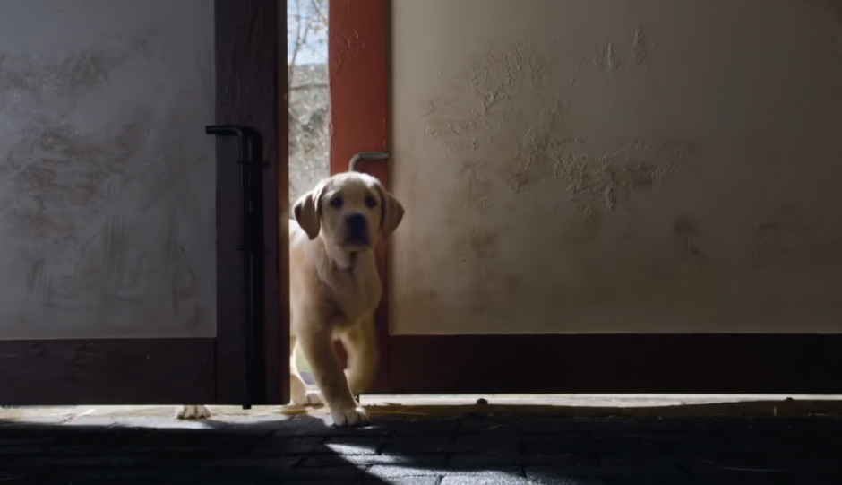 No One Understood Why This Puppy Escaped From His House Everyday. The Reason? This Will Move You! 2 5