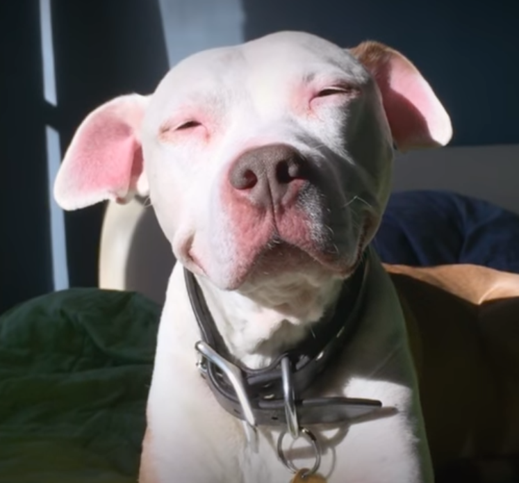 Meet The Dog Who Hasn’t Stopped Smiling Like A Human Since The Day He Was Rescued 1 1 22