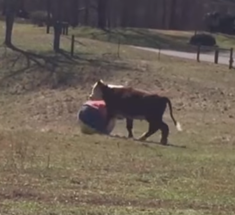 happiest cow couple