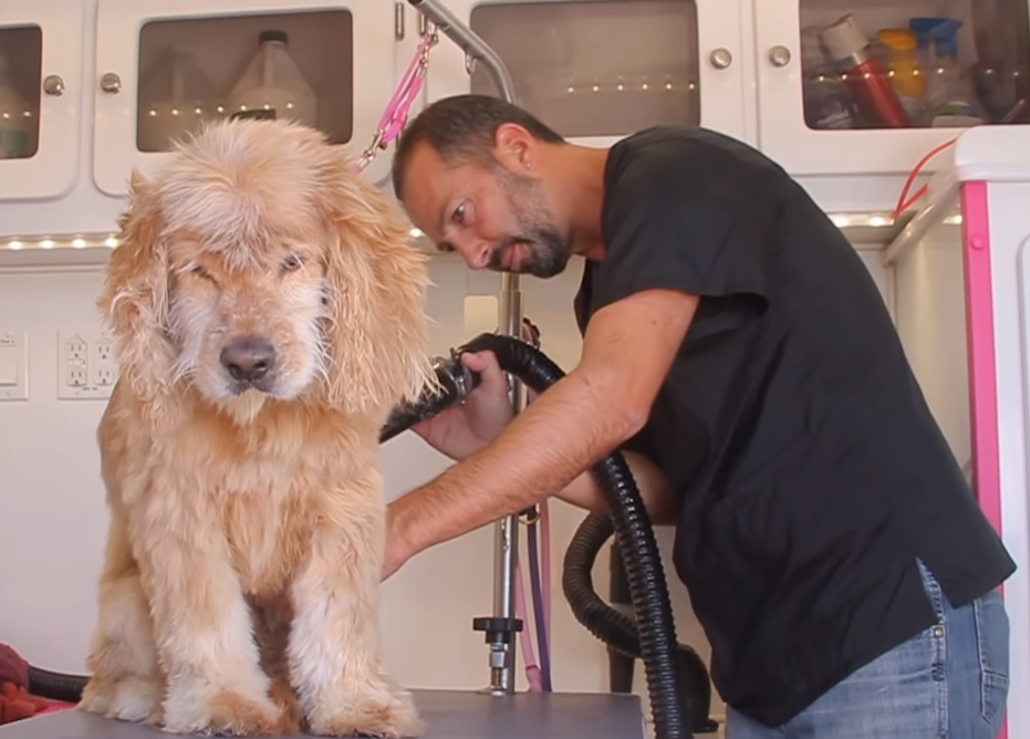 Senior Dog Was Taken To A Shelter After His Owner’s Death. But Then They Started To Cut His Hair 1 5